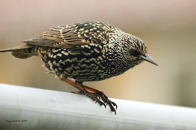 Storno - Sturnus vulgaris